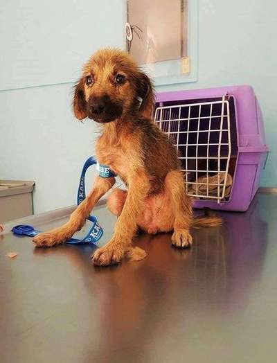 Welpen Bilder !-Beitrag-Bild