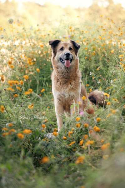 Welpen Bilder !-Beitrag-Bild