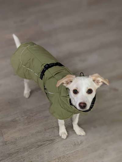 Hundekleidung - Top oder Flop-Beitrag-Bild