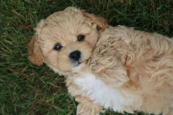 Die Dogorama Kalender Challenge 4/4-Beitrag-Bild