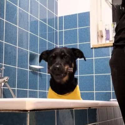Hundetreffen-Trainingspartner gesucht-Bild