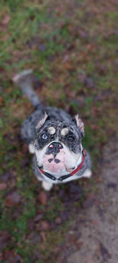 Die besten Hundeblicke 🐾❤️-Beitrag-Bild