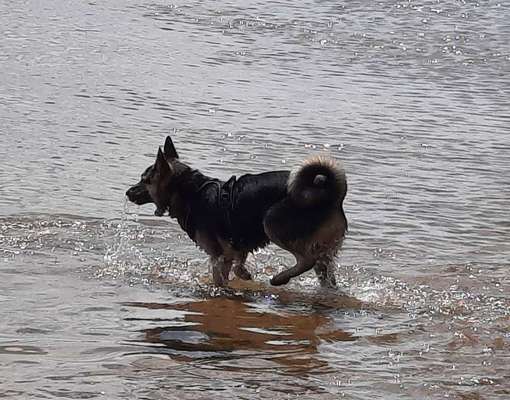 Dogorama-Monats-Challenge-Mai "Wasser"-Beitrag-Bild