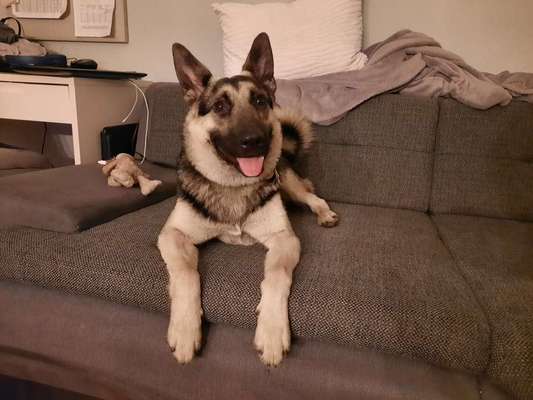 Schäferhund-Beitrag-Bild