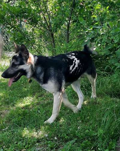 Mischlingshunde Foto Aufruf-Beitrag-Bild