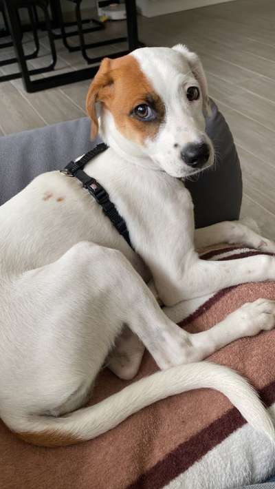 Podencomischling oder Podenco-Beitrag-Bild