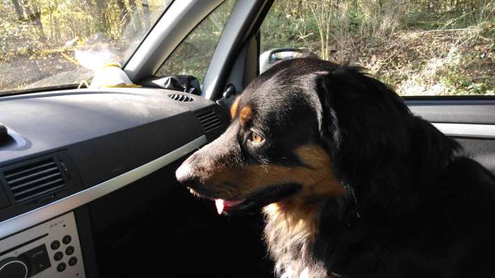 Labradorfans-Beitrag-Bild