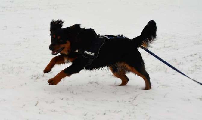 Labradorfans-Beitrag-Bild