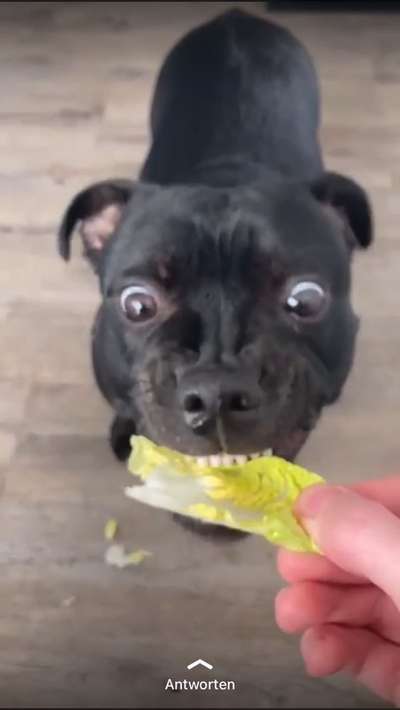 Fotochallenge Guten Appetit! Dein Hund beim futtern-Beitrag-Bild