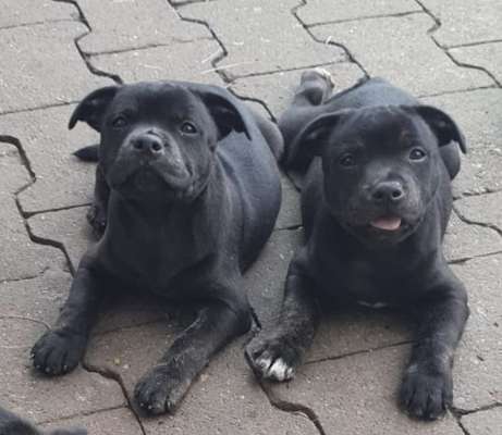 Welpen Bilder !-Beitrag-Bild