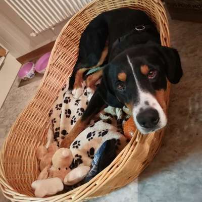 Hundetreffen-Hundespaziergang-Bild