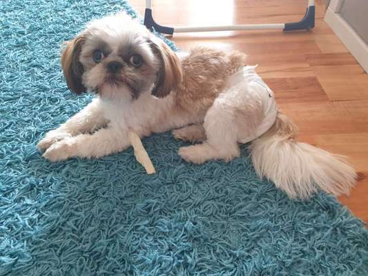 Shih Tzu von Jung bis Senioren-Beitrag-Bild