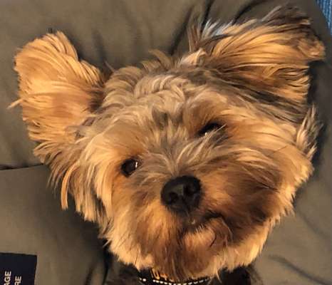 Dogorama Photo Challenge - Portrait-Beitrag-Bild