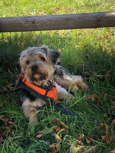 Dogorama Photo Challenge - Hundeblick zum hinschmelzen-Beitrag-Bild