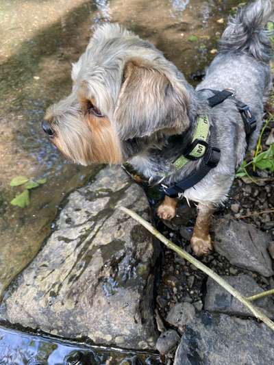 Mischlinge raten - Rätselspaß-Beitrag-Bild