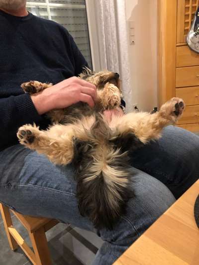 Postet das beste Foto von euren 4 beinern-Beitrag-Bild