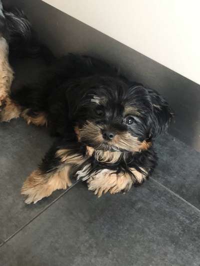 Dogorama Photo Challenge - Portrait-Beitrag-Bild