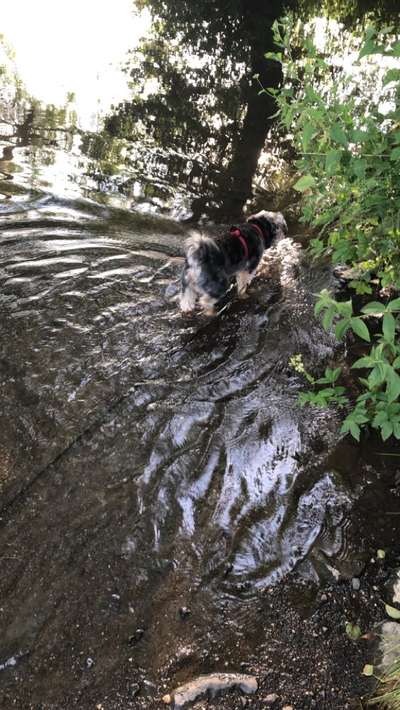 Wald Bild-Beitrag-Bild