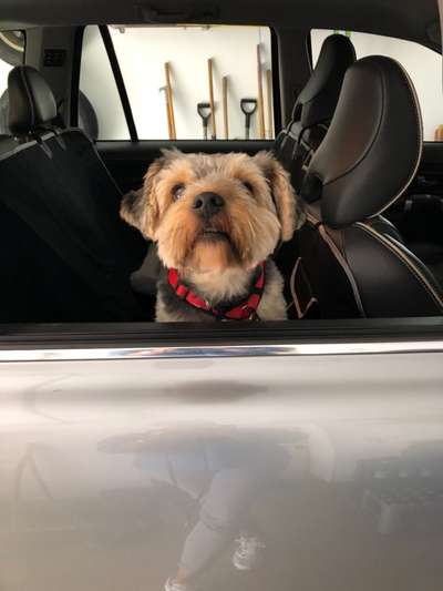 FOTOCHALLENGE 70 - Dein Hund im Auto-Beitrag-Bild