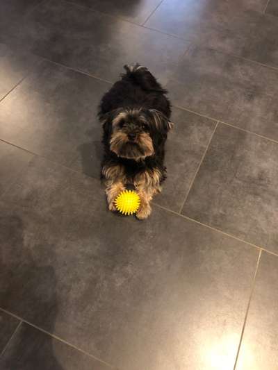 Dogorama Photo Challenge - Herzenshund-Beitrag-Bild