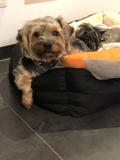 Mischlingshunde Foto Aufruf-Beitrag-Bild