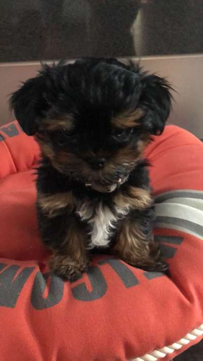 Welpen Bilder !-Beitrag-Bild