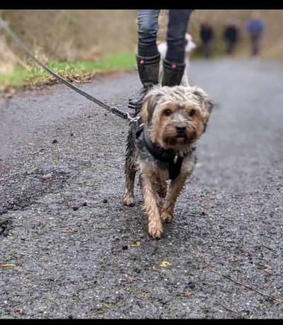 Dogorama Photo Challenge - Herzenshund-Beitrag-Bild