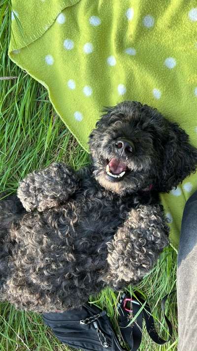 Talgdrüsenhyperplasie - Mein Hund bekommt immer mehr Hautknubbel-Beitrag-Bild