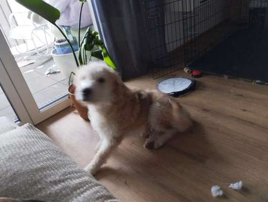 TierschutzhundeStammtisch🐕-Beitrag-Bild