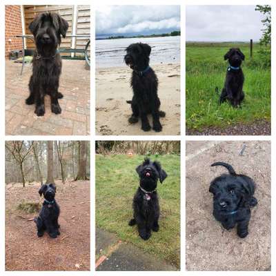 Wo sind die Riesenschnauzer?-Beitrag-Bild