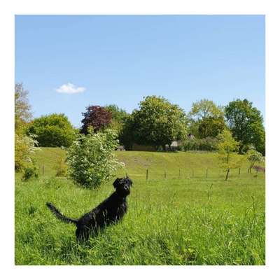 Die Dogorama Monats Challenge "Es grünt und blüht"-Beitrag-Bild