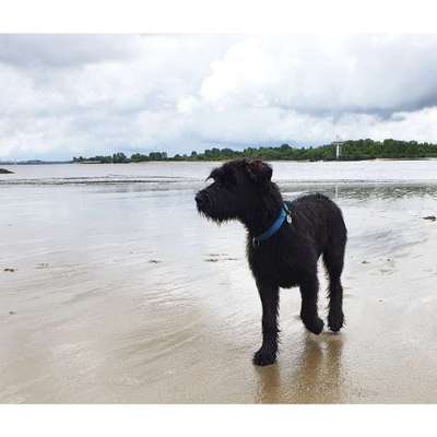 Wie wichtig ist euch das Aussehen eures Hundes?-Beitrag-Bild