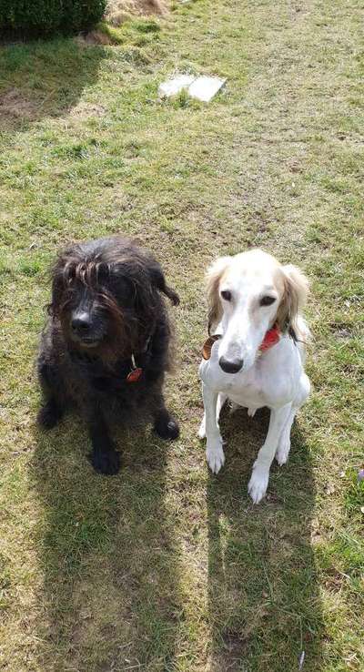 Seltene Rassen!-Beitrag-Bild