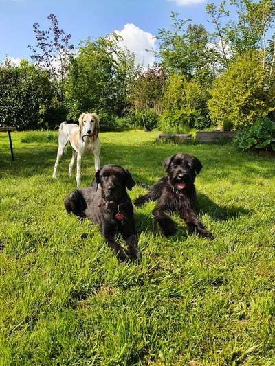 Windhunde - Treffen der besonderen Schönheiten
HERZLICH WILLKOMMEN-Beitrag-Bild