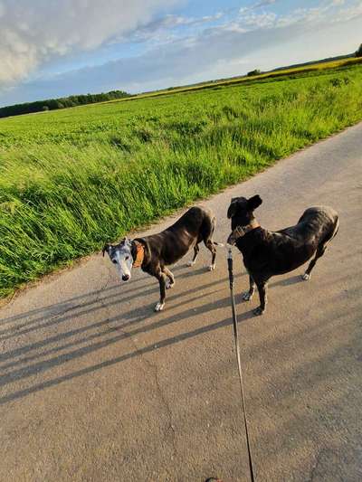 Windhunde - Treffen der besonderen Schönheiten
HERZLICH WILLKOMMEN-Beitrag-Bild