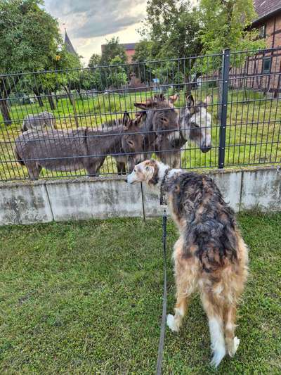 Windhunde - Treffen der besonderen Schönheiten
HERZLICH WILLKOMMEN-Beitrag-Bild
