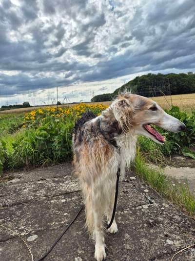 Windhunde - Treffen der besonderen Schönheiten
HERZLICH WILLKOMMEN-Beitrag-Bild