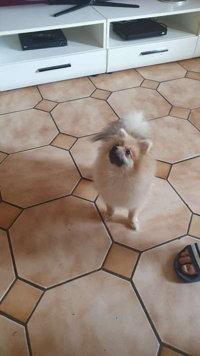 Spitz--Zwergspitz--kleinspitz---mittelspitz----Großspitz--Wolfsspitz-Beitrag-Bild