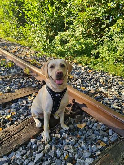 Labradorfans-Beitrag-Bild