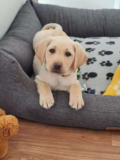 Welpen Bilder !-Beitrag-Bild