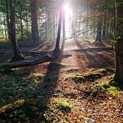 Hundeauslaufgebiet-Dunkelmann Wald-Bild