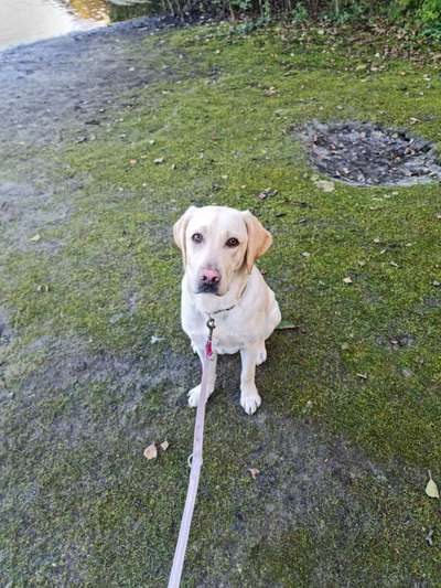 Labradorfans-Beitrag-Bild