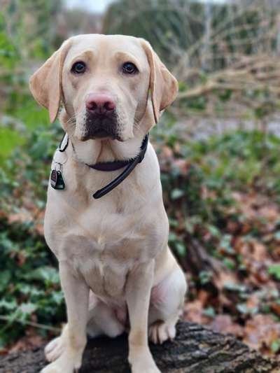 Labradorfans-Beitrag-Bild