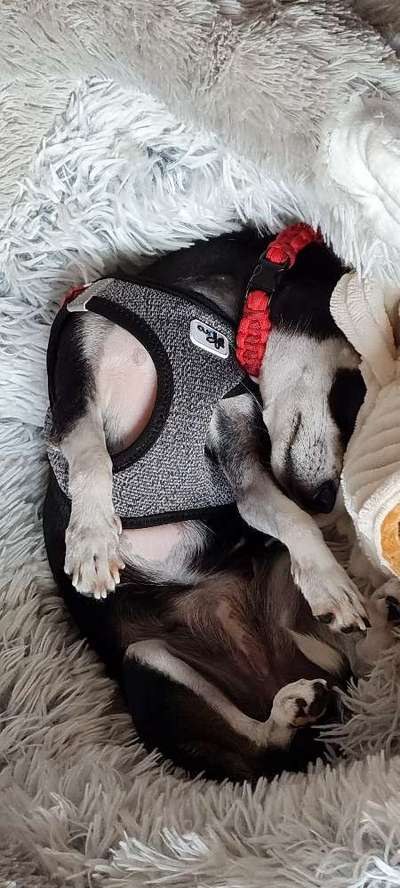 FOTO-Challenge  NR. 91: Die pure Entspannung-Beitrag-Bild