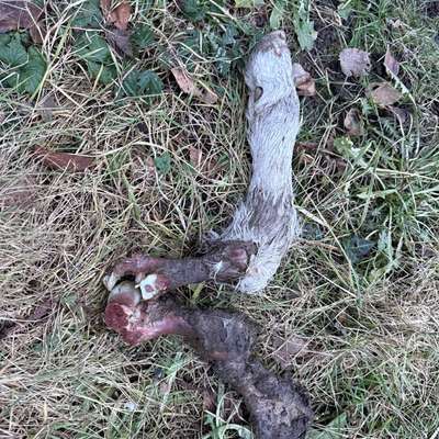 Giftköder-Lamm-/Kalbsbein im Garten-Bild