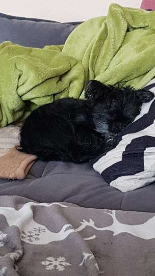 Affenpinscher-Beitrag-Bild