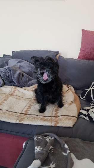 Affenpinscher-Beitrag-Bild