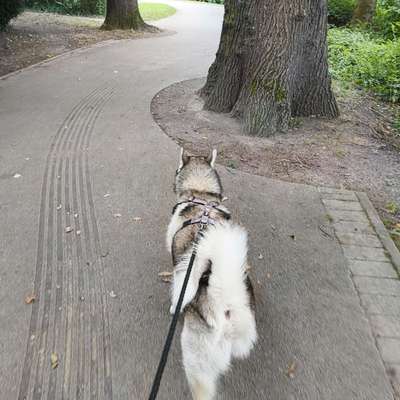 Hundetreffen-Skys Hunde runde mit Training's tipps und tricks-Bild