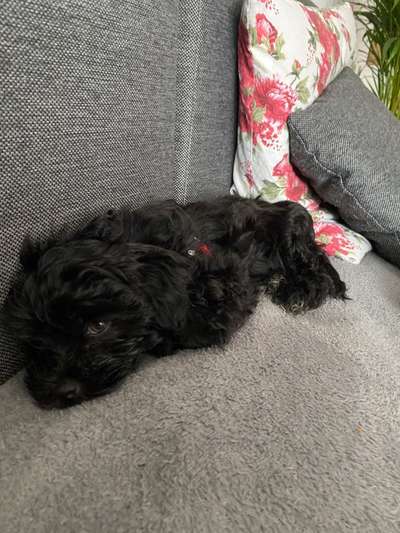 Hundetreffen-Welpentreffen in Kaarst-Bild