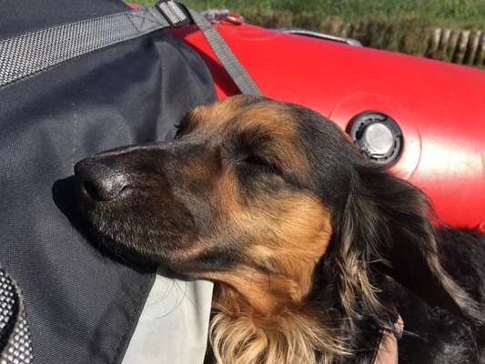 Hunde Porträt (Portrait) Galerie....-Beitrag-Bild